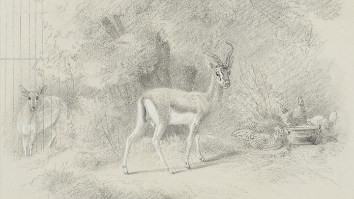 Gazelle with chickens, at Buckingham Palace Gardens, 1848