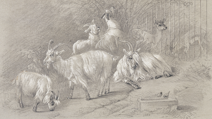 Indian Goats at Buckingham Palace Gardens, 1848